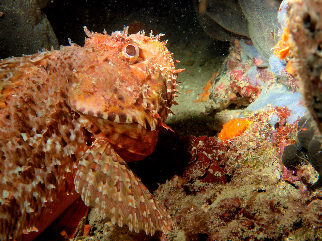 Kornati_podmorje Podmorje
